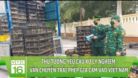 Thủ tướng yêu cầu xử lý nghiêm vận chuyển trái phép gia cầm vào Việt Nam | VTC16