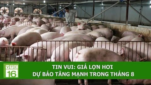 TIN VUI: Giá lợn hơi dự báo tăng mạnh trong tháng 8 | VTC16
