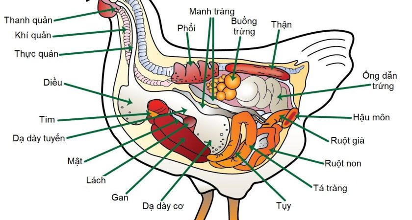 Giải phẫu cơ thể gà