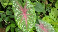 Cây môn – Caladium