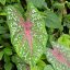 Cây môn – Caladium